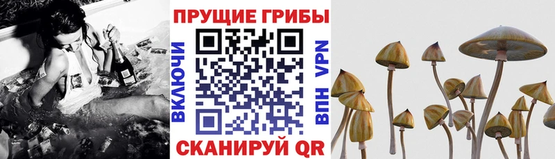 Псилоцибиновые грибы прущие грибы дарнет шоп Дятьково